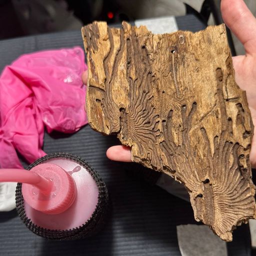 Референс: кора дерева с узорами короеда